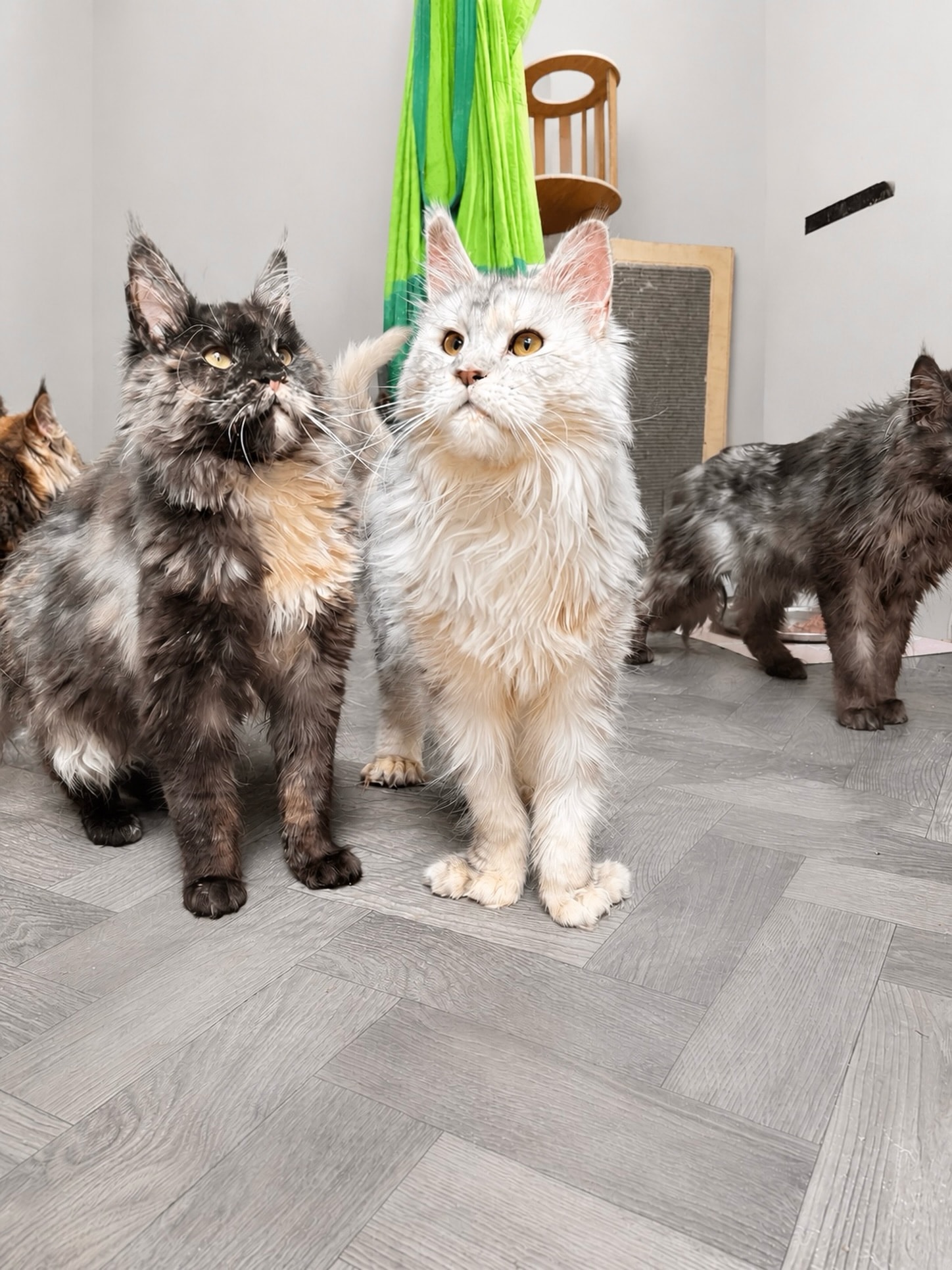 Aurora the Maine Coon kitten
