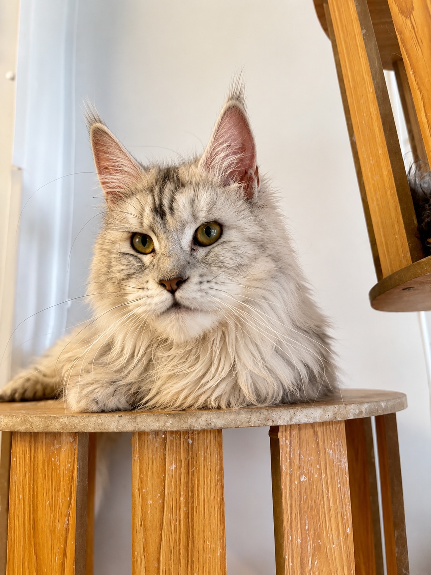 Luna the Maine Coon kitten
