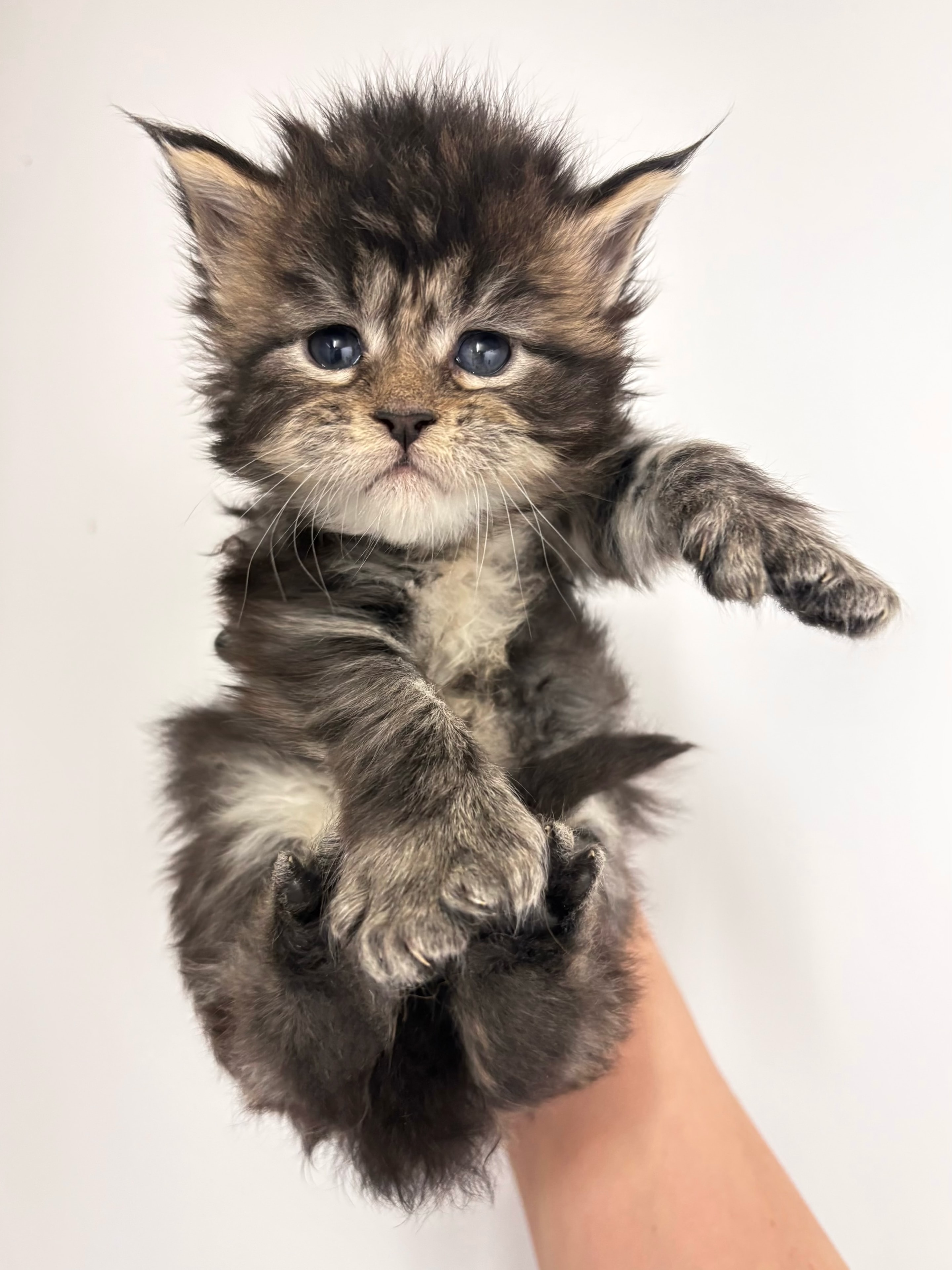 Odin the Maine Coon kitten